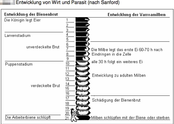 Wissen zur Varroa Entwicklung zur Bekämpfung nutzen.