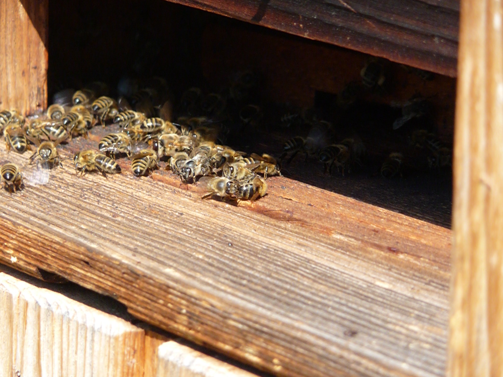 Rauberei Bei Bienen Was Tun