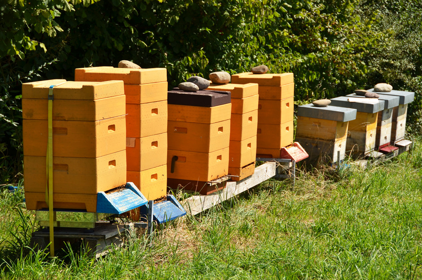 Bienenbeute und Bienenbeuten, Beutentypen und Beutearten.